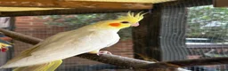 Cockatiels birds for sale: Baby Cockatiel’s in Ilkeston - Advert 3