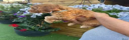 Cockapoo dogs for sale: Stunning F1 puppies Champions Bloodlines  - Advert 17