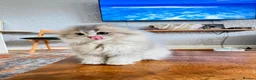 British Longhair cats for sale: Female  in London - Advert 10