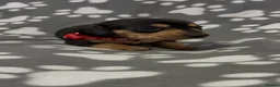 Miniature Dachshund dogs for sale:  Miniature Dachshund Puppies - Advert 16