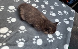 Mixed Breed cats for sale: Kittens available - females and males - Image 15