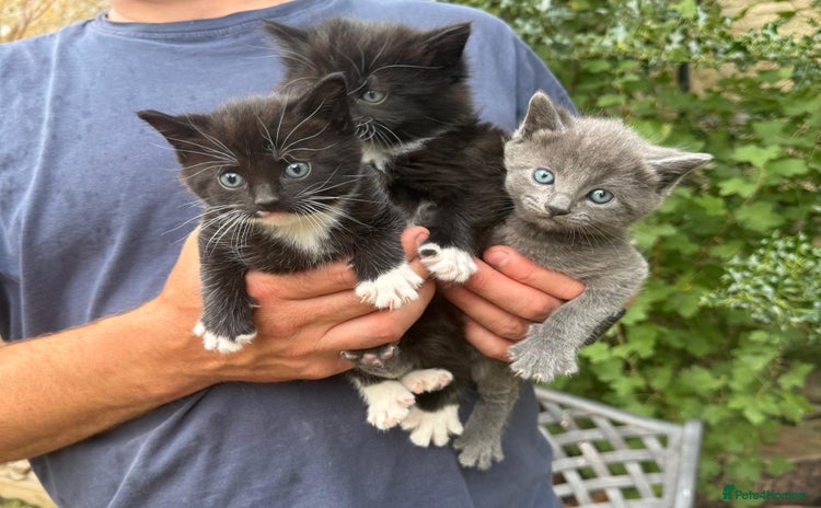 Mixed Breed cats - Advert 1