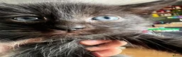 Siberian cats for sale: Fluffy Siberian kittens looking for cuddles - Advert 9