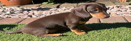 Miniature Dachshund dogs for sale: 2 Smooth Haired Minatare Dachshund Puppy Girls - Advert 3