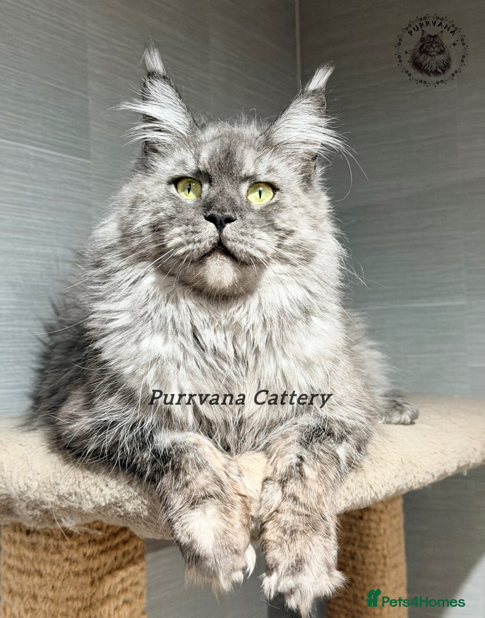 Maine Coon cats TICA registered Maine Coon retired queen  - Advert 1