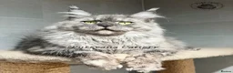 Maine Coon cats for sale: TICA registered Maine Coon retired queen  - Advert 1