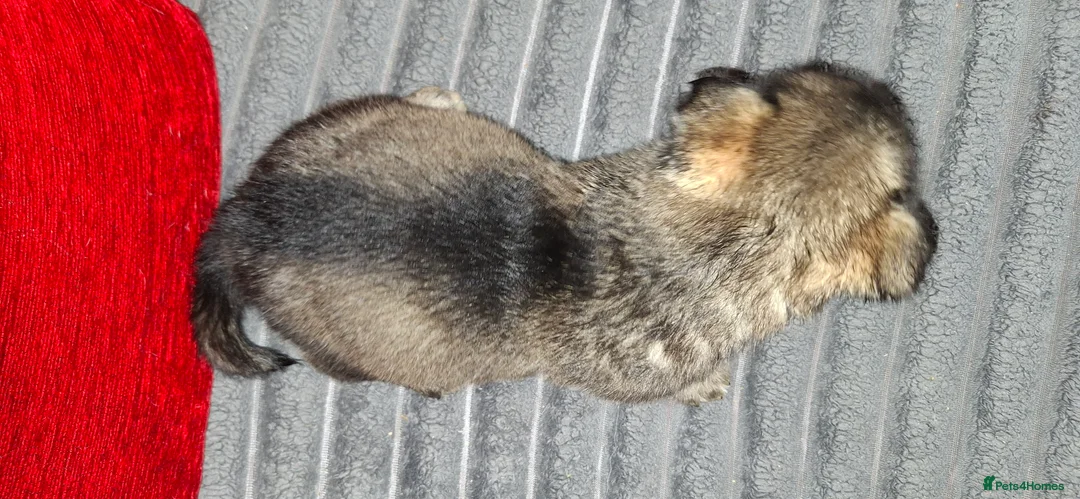 Mixed Breed dogs for sale: Siberian husky + Rus A Pei - Advert 4