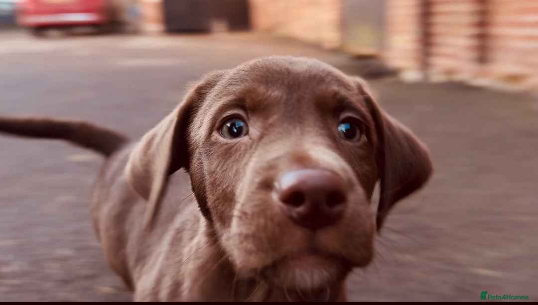 Mixed Breed dogs for sale: Kelpador - Advert 2