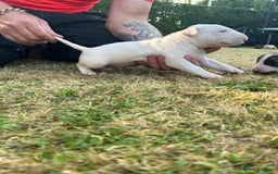 English Bull Terrier dogs for sale: Ready to leave !!! champion bloodlines kc reg - Image 17