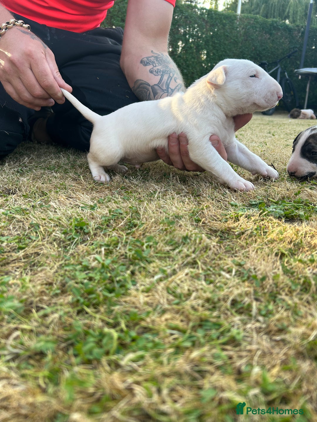 English Bull Terrier dogs for sale: Ready to leave !!! champion bloodlines kc reg - Image 17