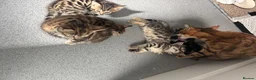 Bengal cats for sale: Kittens ready now  in Cramlington - Advert 12