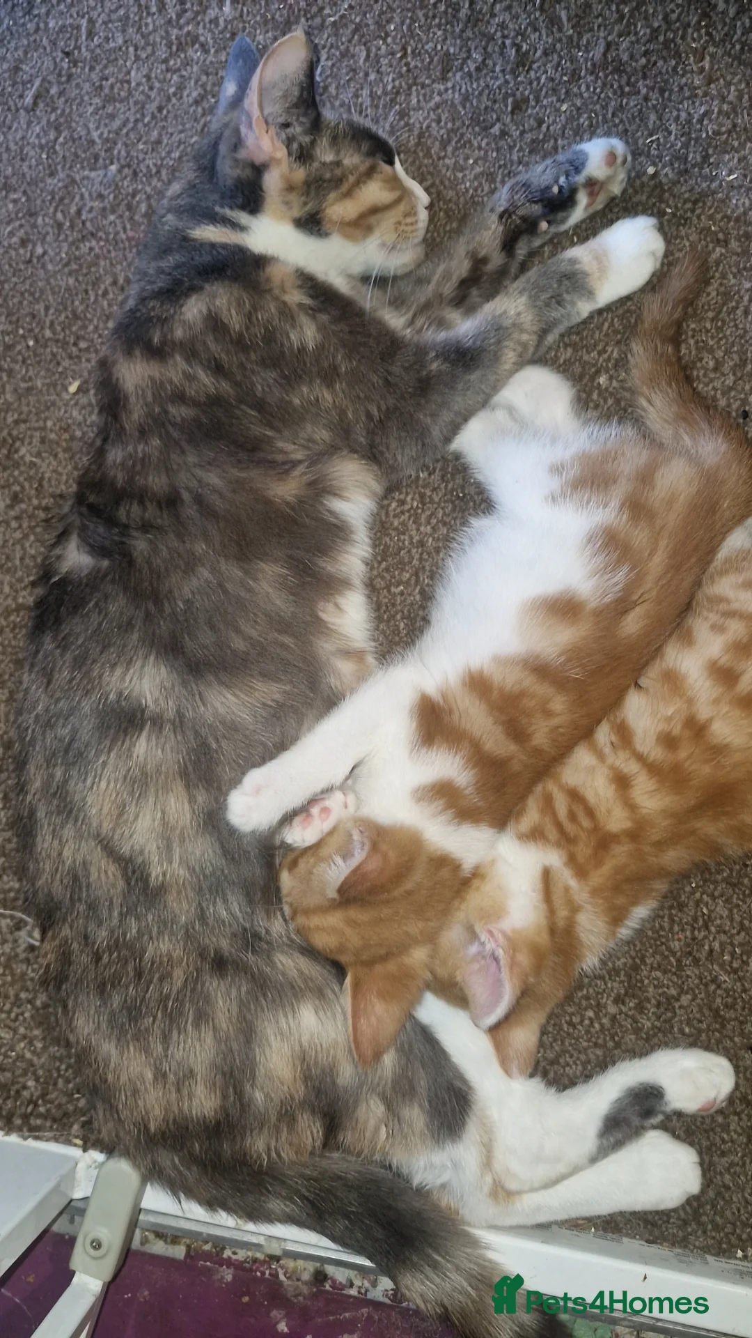 Mixed Breed cats for sale: Beautiful mixed breed  - Advert 2