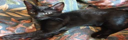 Mixed Breed cats for sale: 3 kittens looking for home in Bradford - Advert 9