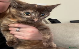 Mixed Breed cats for sale: Beautiful kitten - Image 2