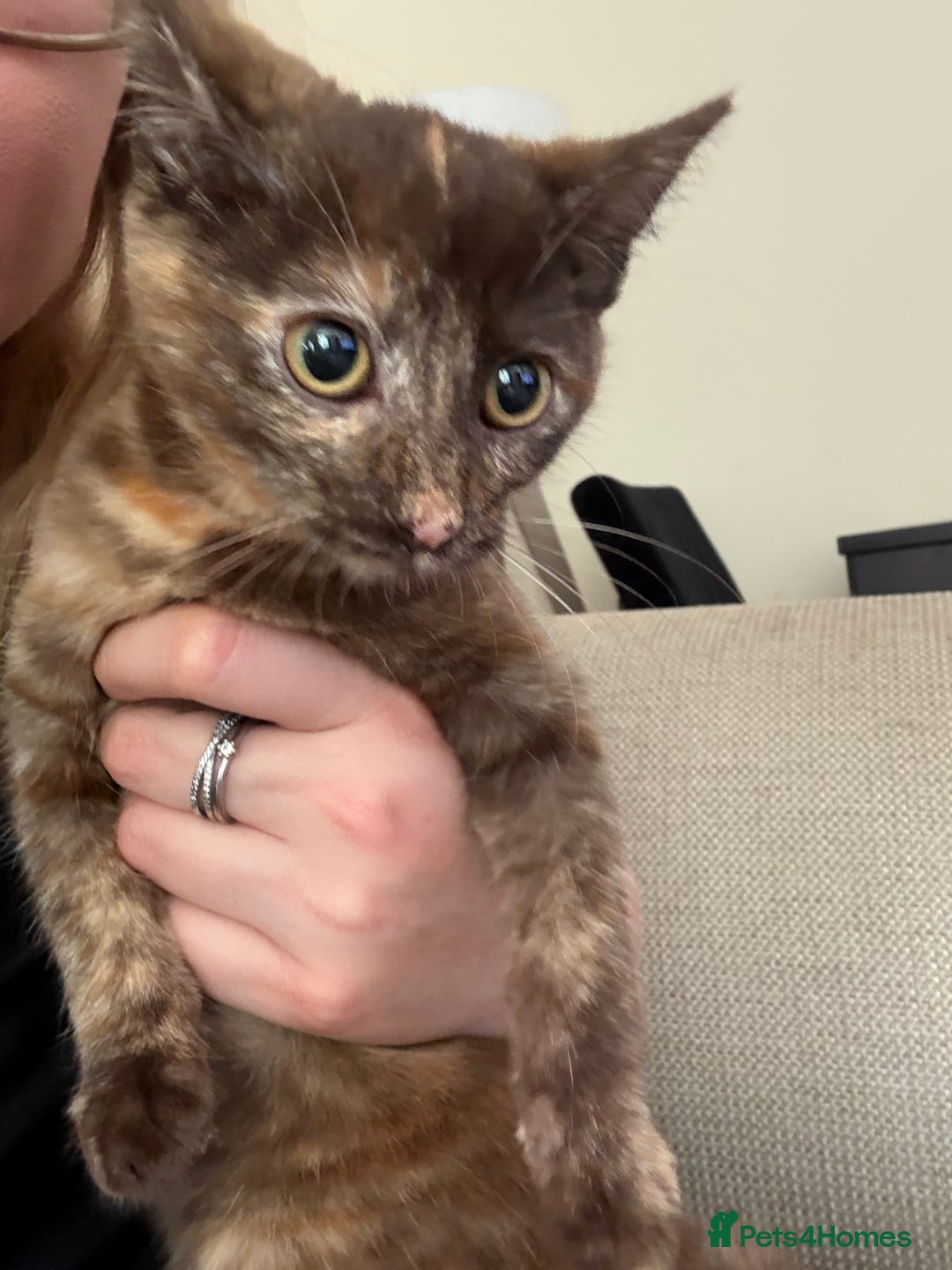 Mixed Breed cats for sale: Beautiful kitten - Image 2