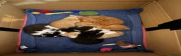 Mixed Breed cats for sale: 7 Adorable kittens ready for their furever home - Advert 5