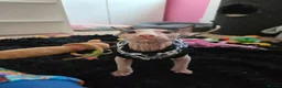Sphynx cats for sale: Amazing blue eye boy TICA and GCCF, DBE program - Advert 7