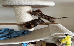 Bengal cats for sale: TICA Bengal kittens for sale . 🐱 - Image 26