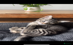 Mixed Breed cats for sale: Two male kittens for sale  - Image 2
