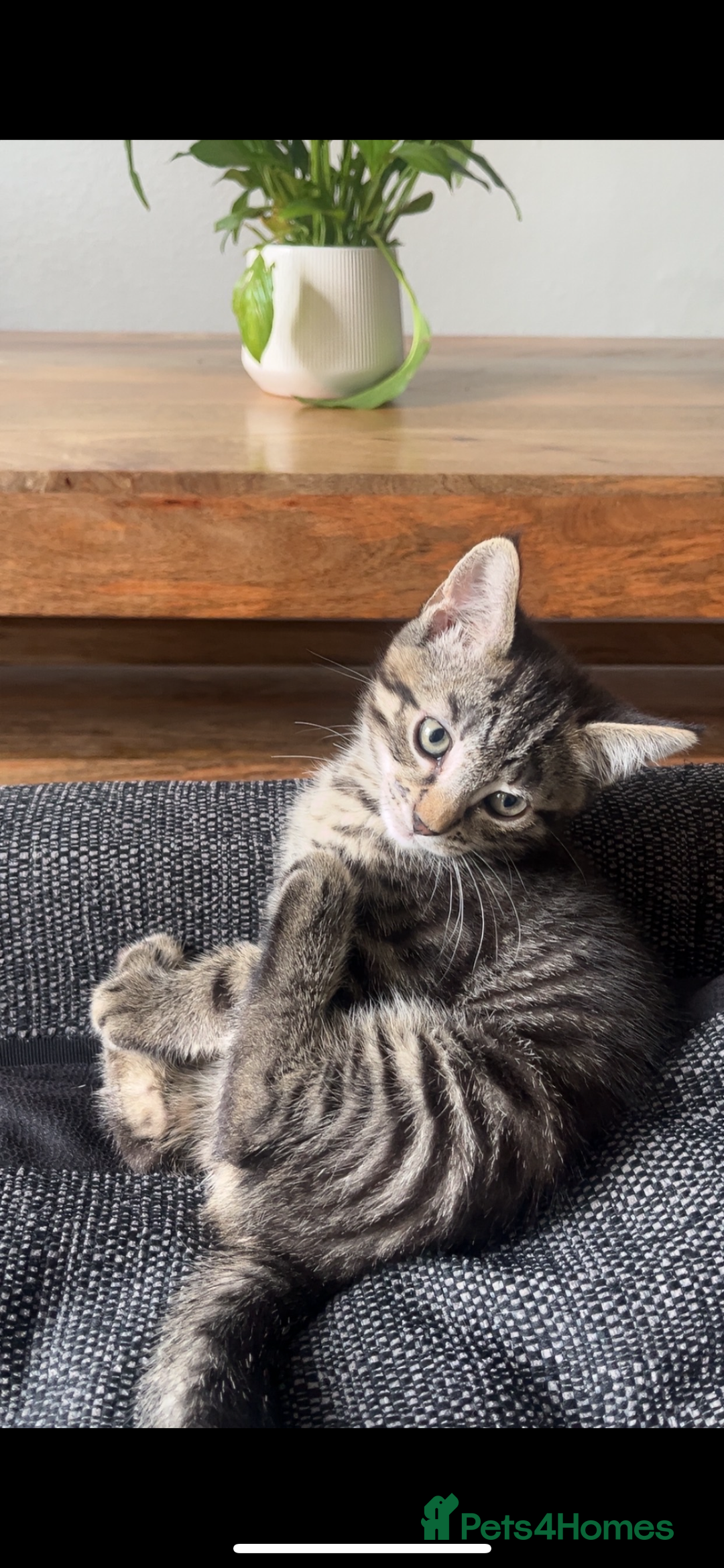 Mixed Breed cats for sale: Two male kittens for sale  - Image 2