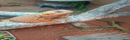 Bearded Dragon reptiles for sale: Bearded dragon  in Retford - Advert 1
