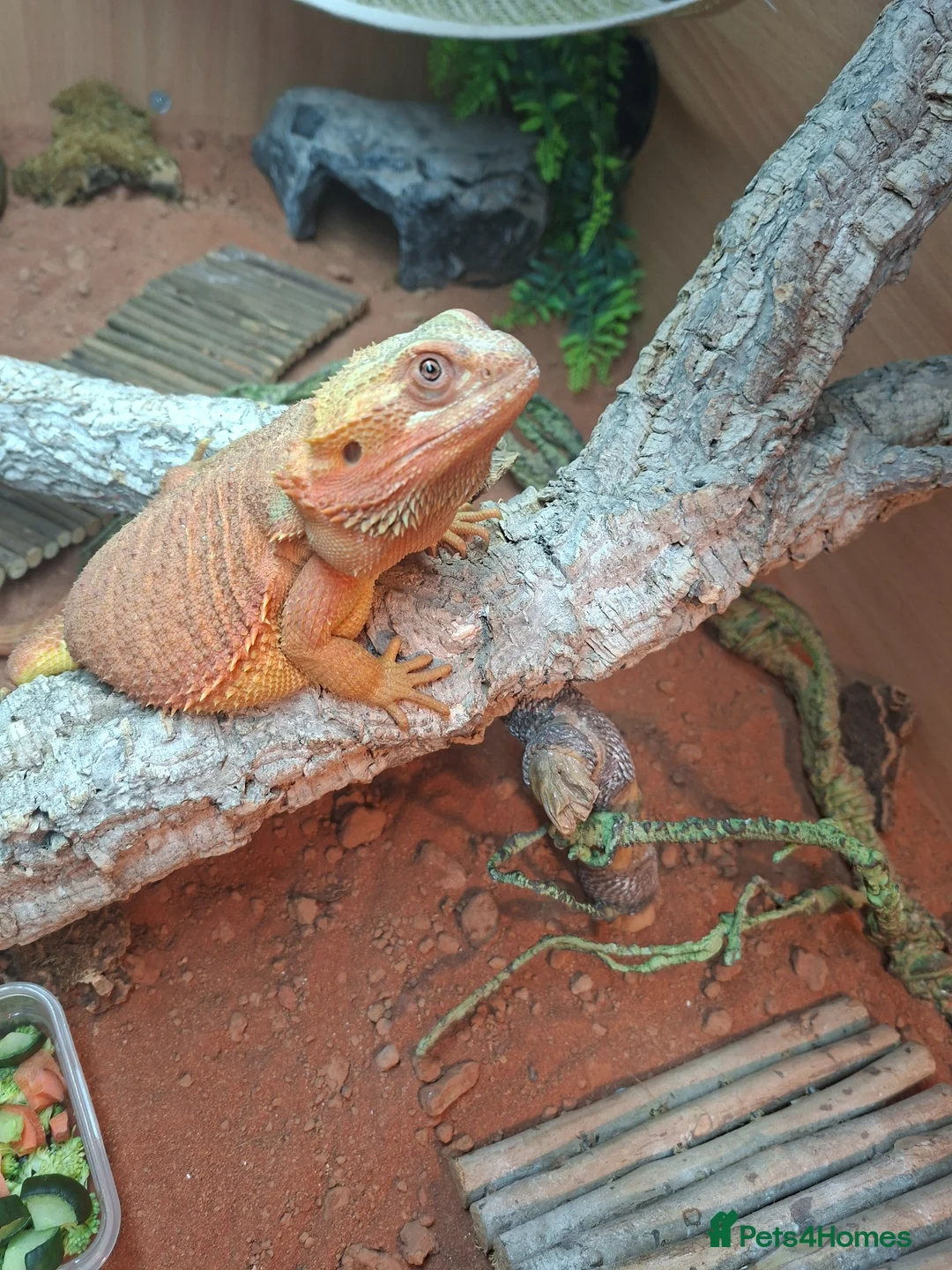 Bearded Dragon reptiles for sale: Bearded dragon  in Retford - Advert 1