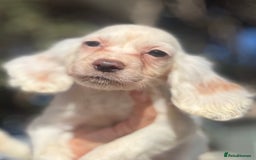Cocker Spaniel dogs for sale: Cocker Spaniel Puppies (10 weeks - Ready to go) - Image 2