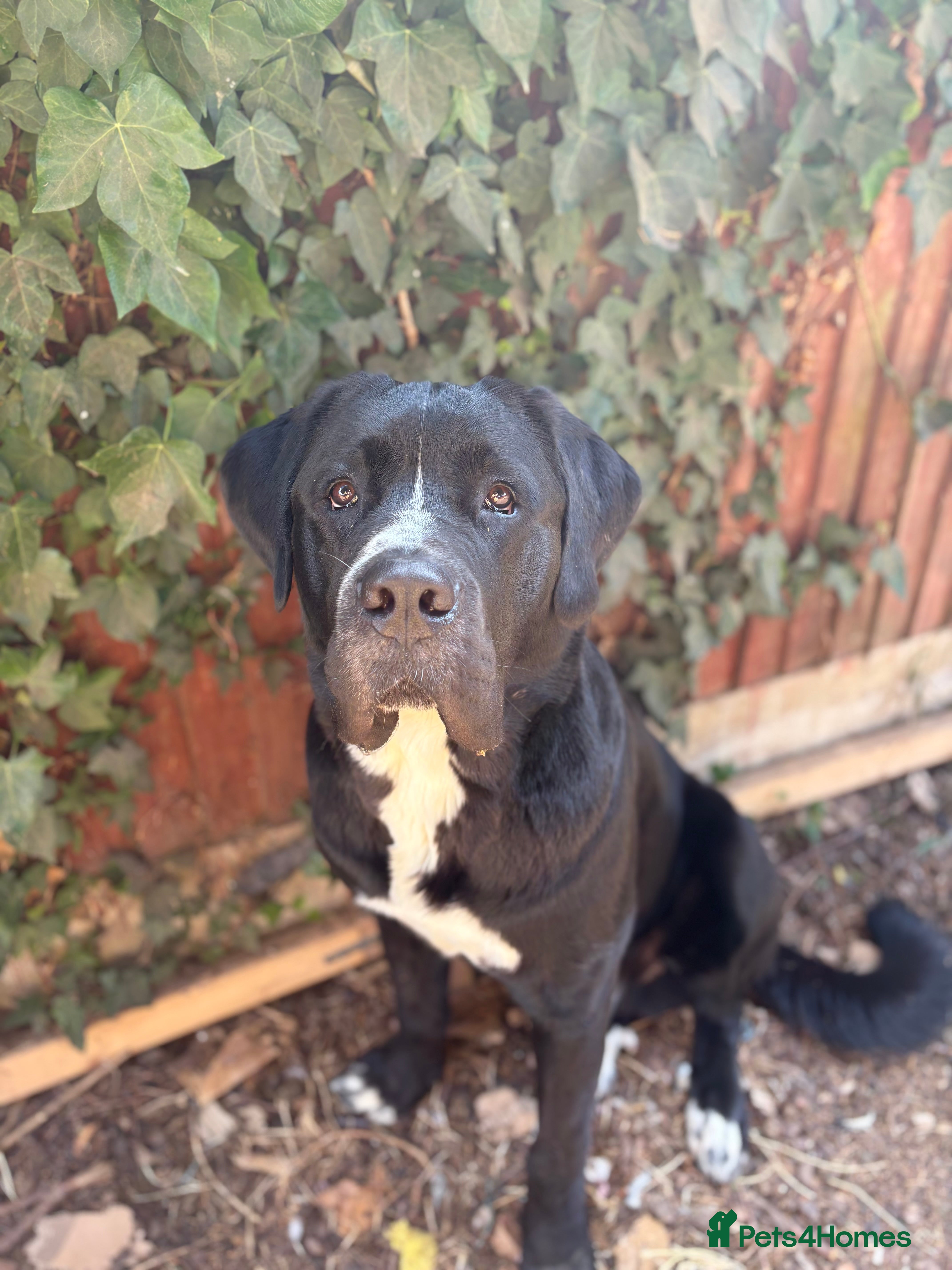 Mixed Breed dogs 1 year old Saint Dane - Advert 5