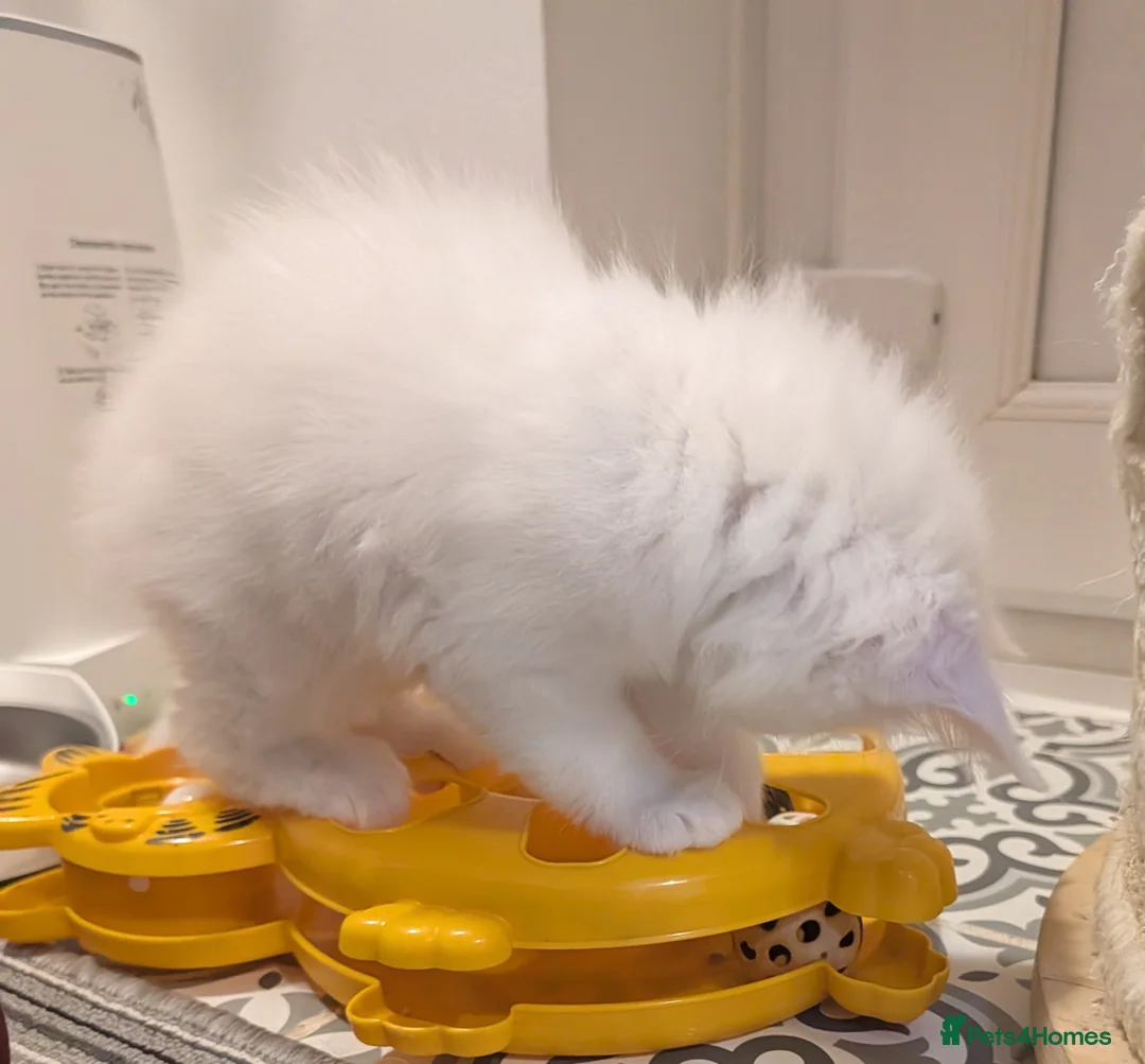 Maine Coon cats for sale: Beautiful Tica Registered Maine Coon Kittens  - Advert 19