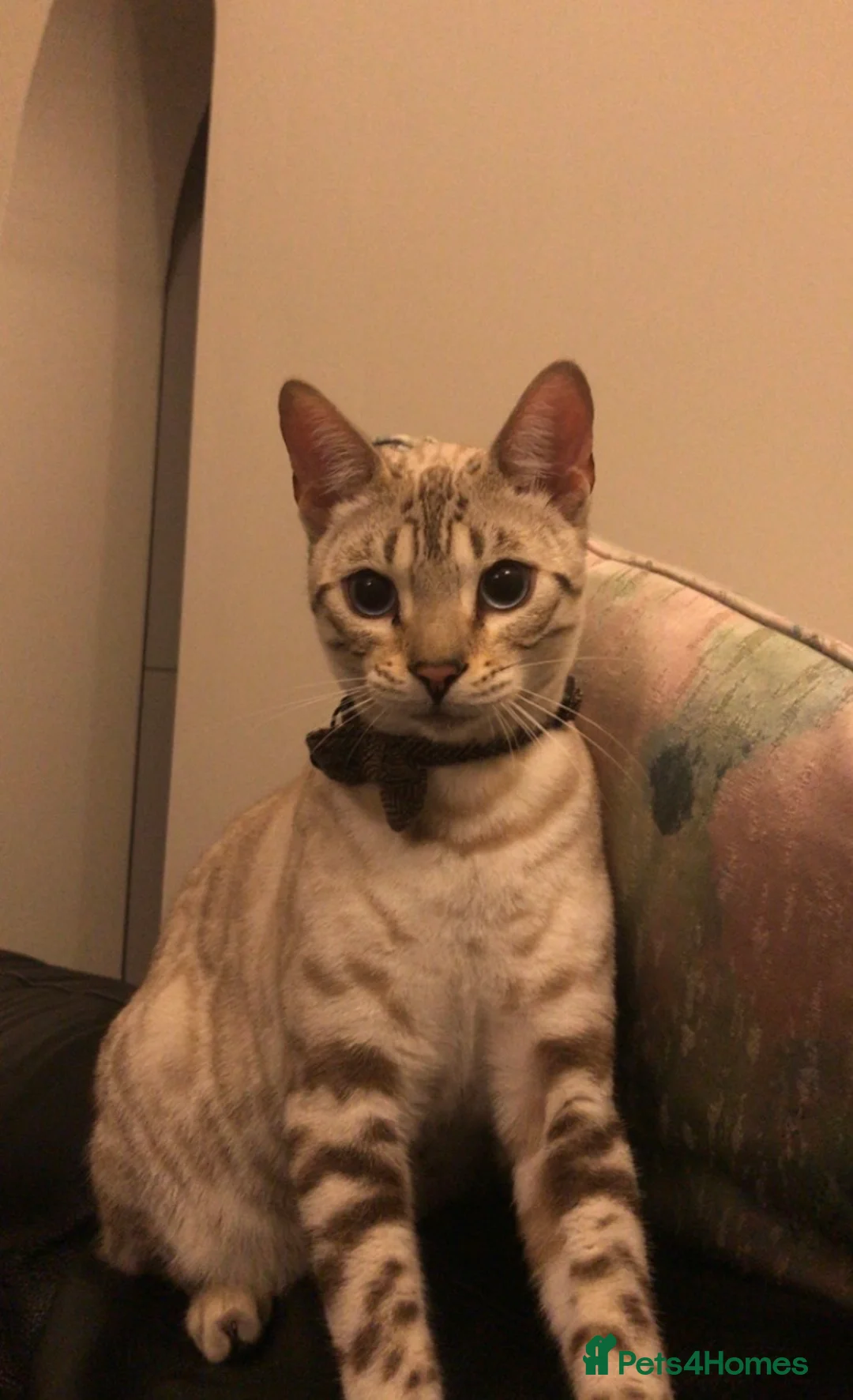 Bengal cats for sale: Bengal 11 months old - Advert 1