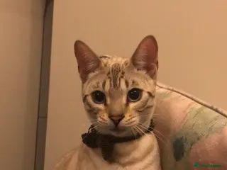 Bengal cats Bengal 11 months old - Advert 1