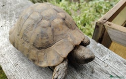Tortoise reptiles for sale: Pair of adult Hermann tortoises - Image 3
