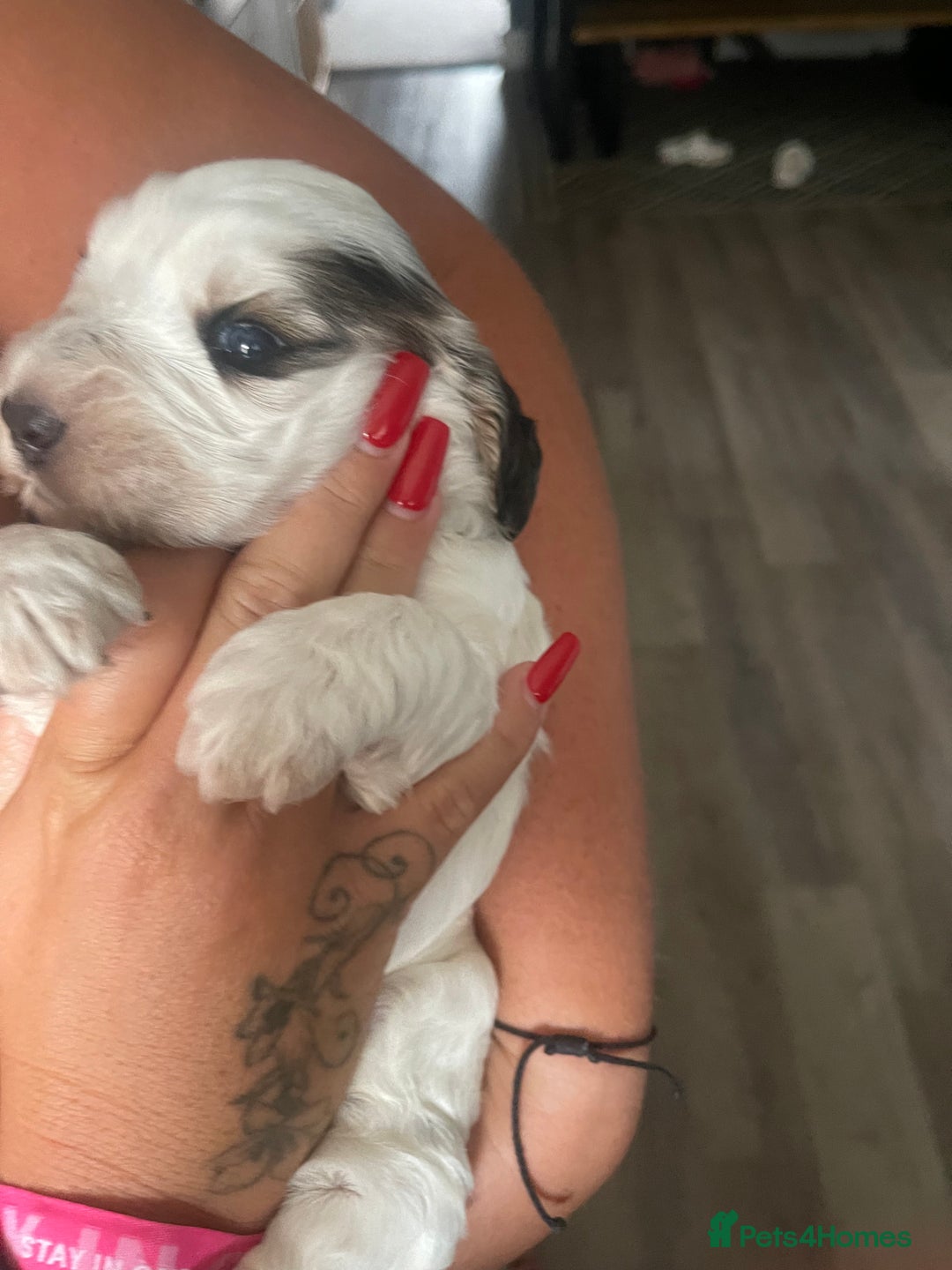 Cockapoo dogs for sale: ⭐️ Outstanding cockapoo female puppy ⭐️  - Advert 10