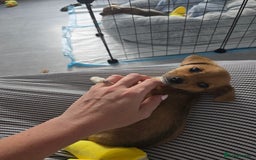 Mixed Breed dogs for sale: Meet Coco - Image 4