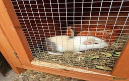 Guinea Pig rodents for sale: Guinea pigs  - Image 1