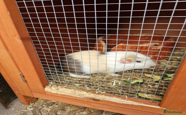 Guinea Pig rodents - Advert 1