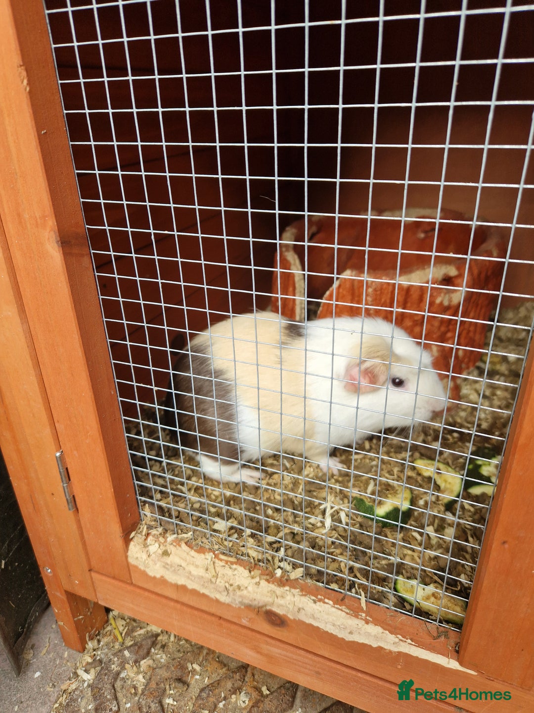 Guinea Pig rodents for sale: Guinea pigs  - Image 1