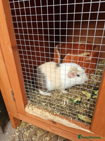 Guinea Pig rodents - Advert 3