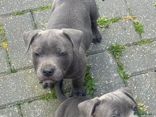Staffordshire Bull Terrier dogs Kc reg champion staff puppies - Advert 9
