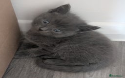Mixed Breed cats for sale: Mixed Breed Ragdoll Kittens - Image 2