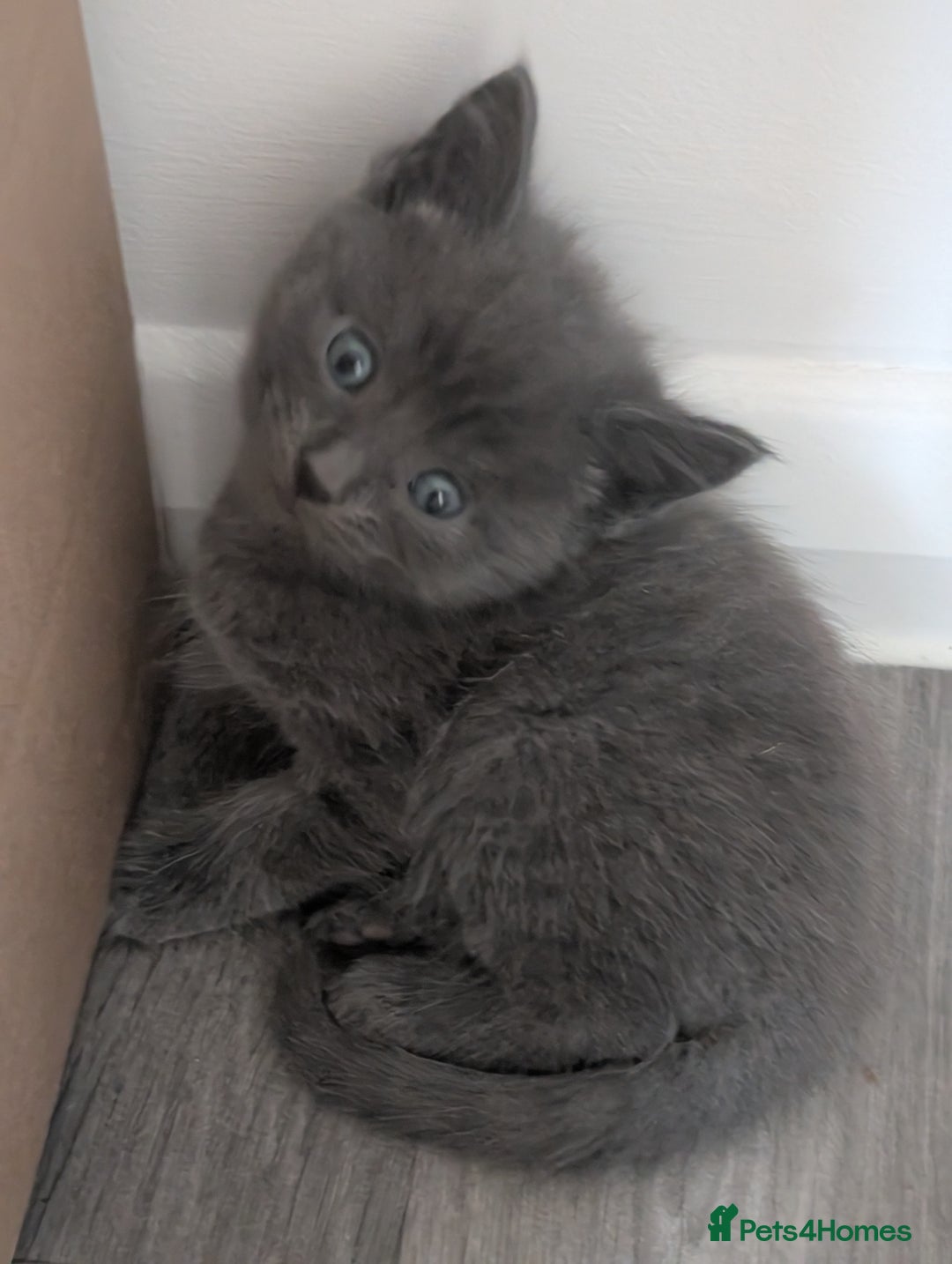 Mixed Breed cats for sale: Mixed Breed Ragdoll Kittens - Image 2