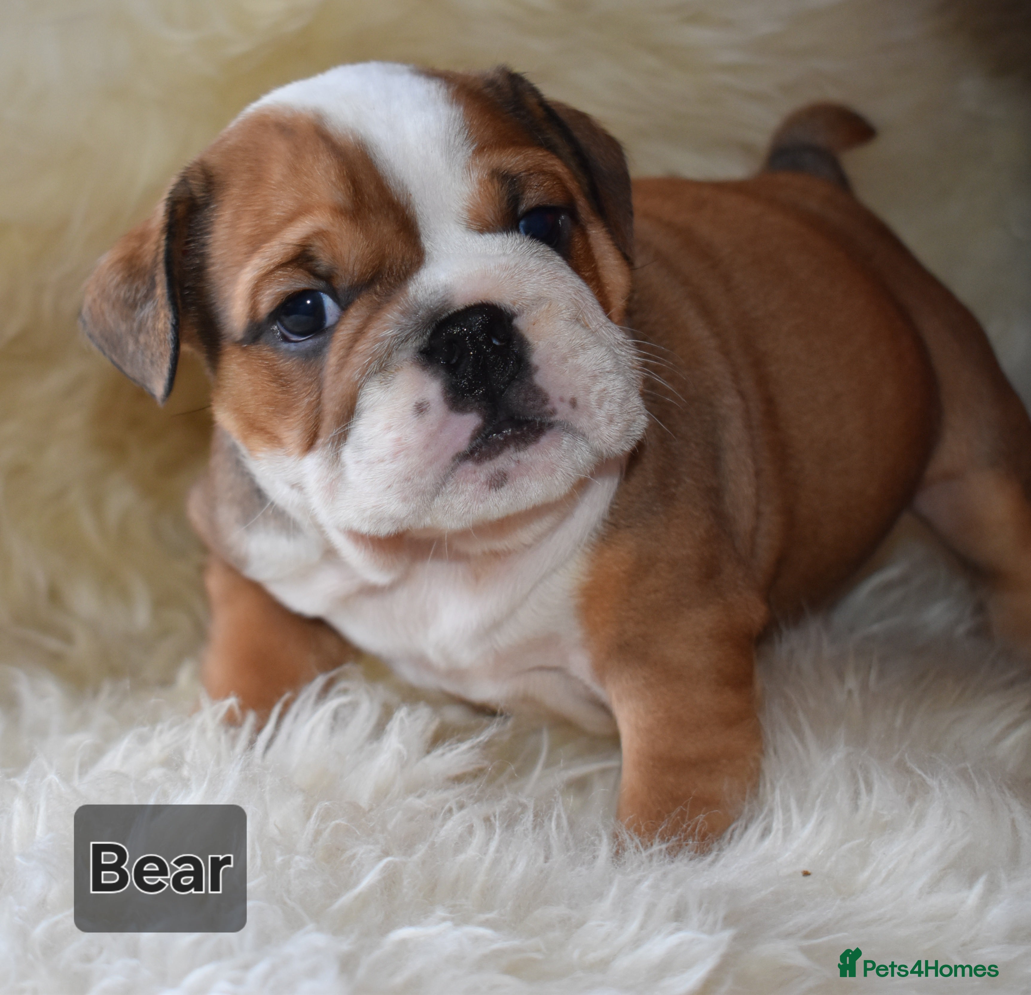 English Bulldog dogs Outstanding British Bulldogs NEIBULL Champ lines - Advert 2