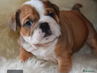 English Bulldog dogs Outstanding British Bulldogs NEIBULL Champ lines - Advert 2