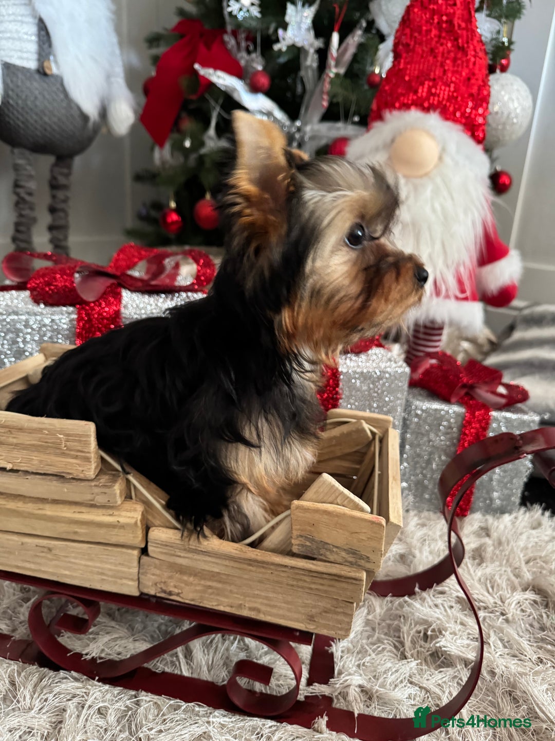 Yorkshire Terrier dogs for sale: Beautiful Pedigree Yorkshire Terrier puppies. - Advert 38