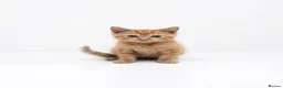 British Longhair cats for sale: Ginger Male kitten - Advert 5