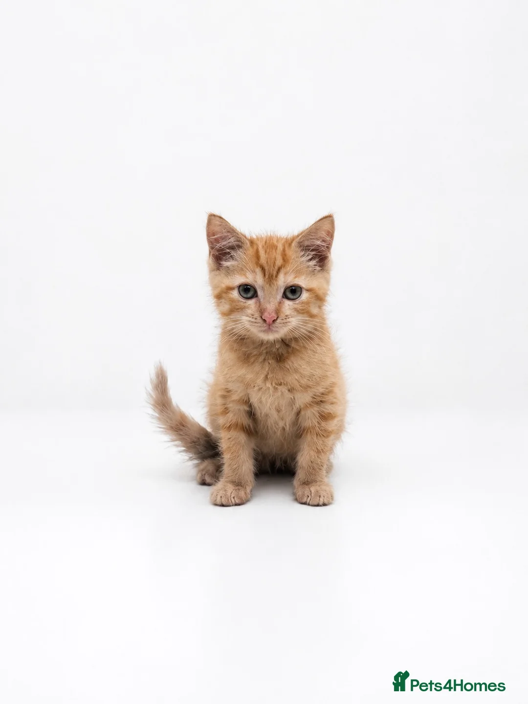 British Longhair cats for sale: Ginger Male kitten - Advert 5