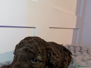 Toy Poodle dogs Pedigree Chocolate Toy Poodle - Advert 3