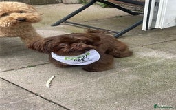 Shih Tzu dogs for sale: ✨️Exceptional Imperial Litter✨️ - Image 15