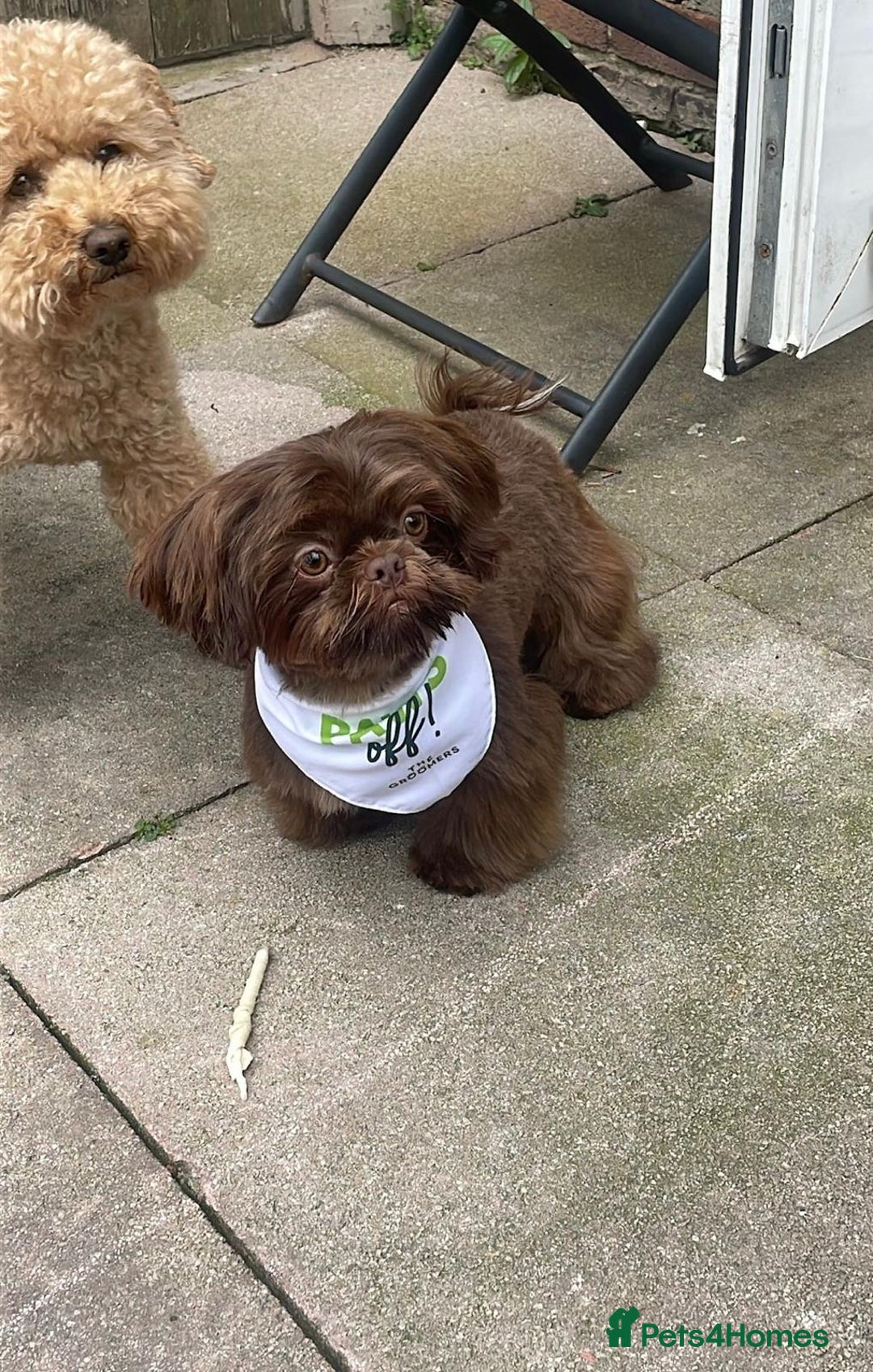 Shih Tzu dogs for sale: ✨️Exceptional Imperial Litter✨️ - Image 15