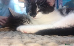 Mixed Breed cats for sale: 9 adorable Disney kitten couples  - Image 40